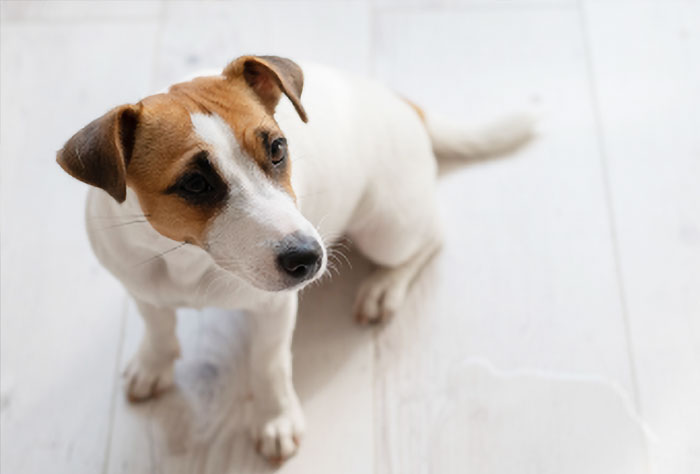Pet Stain & Odour Treatment