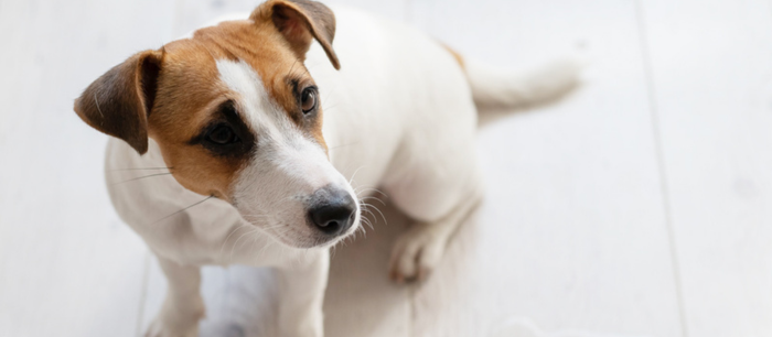  Pet Urine & Odour Treatment
